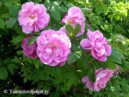 Rosa Rugosa-Ryhm 'Therese Bugnet'